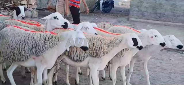 Annuelle Sardiya Mliha Darra