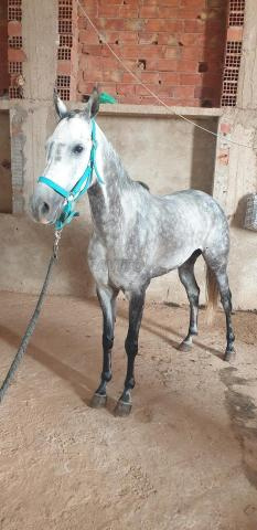 فرس عربي أصيل - 2