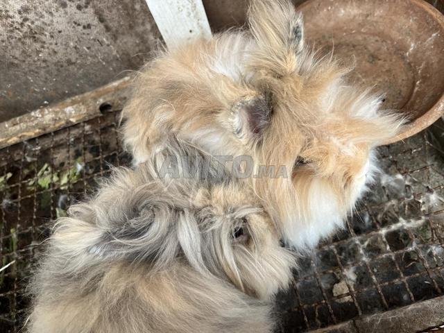 أرنب أنجورا - 2