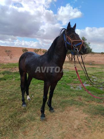 حصان عربي أصيل