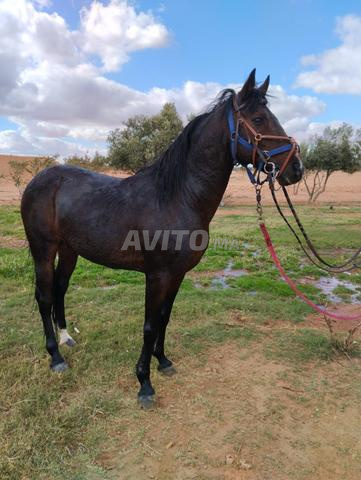 حصان عربي أصيل - 2