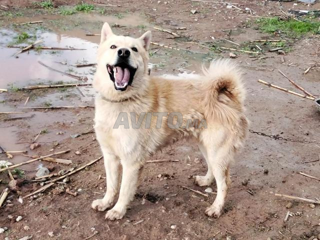 كلب الراعي السويسري للبيع - 2