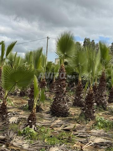 Des palmes Washingtonia à vendre - 2