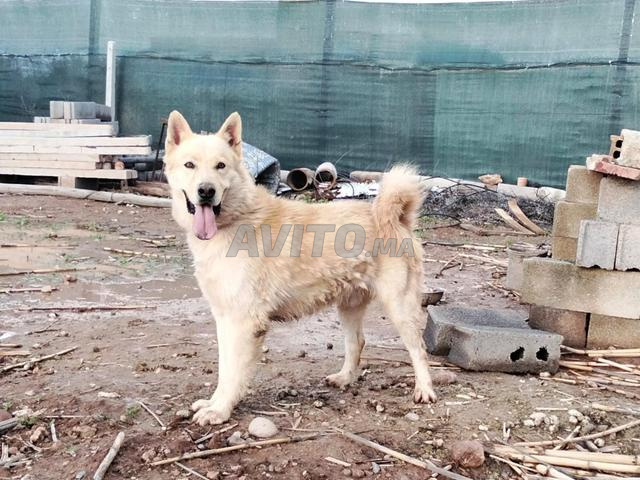 Chien berger suisse A vendre