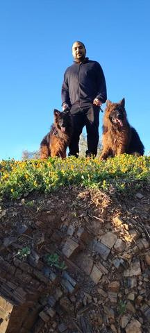 Femelle Berger Allemand