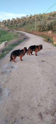 أنثى كلب الراعي الألماني - 2