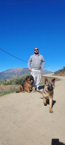 أنثى الراعي الألماني - 2