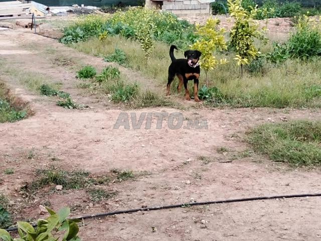 بيع كلاب روت 11 شهر - 2