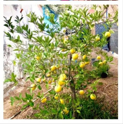 منزل مع حديقة للبيع في إيمي ودار - 2