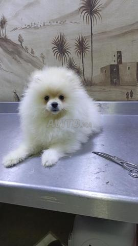 ذكر سبيتز قزم - 2