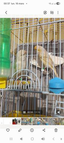 كناري ساتيني موزاييك اصفر 2025 - 2