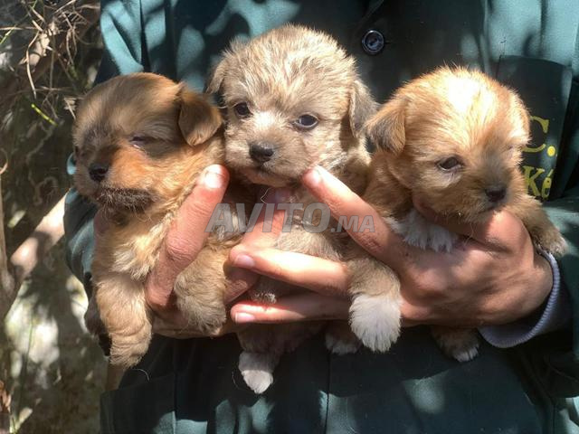 بيشون هافانيز