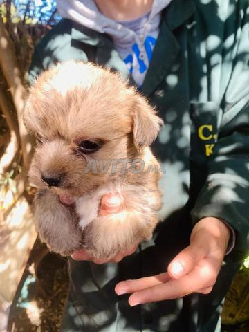 بيشون هافانيز - 2