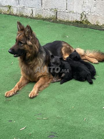 بيرجر ألماني - 2