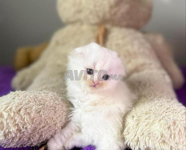 سكوتش فولد & هايلاند فولد ذو نسب - 2