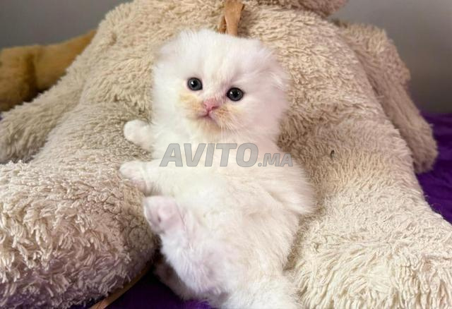 سكوتش فولد & هايلاند فولد ذو نسب