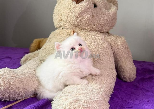 british & Highland fold Pedigree - 2