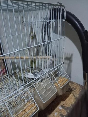 زوج كوكتيل للبيع - 2