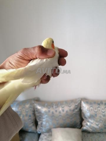 كالوopsite أنثى مدربة - 2