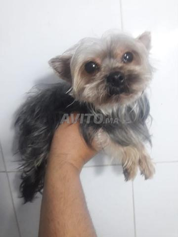 yorkshire toy pure rase - 2