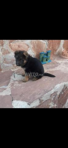 كلب الراعي الألماني - 2