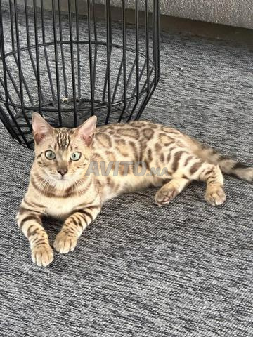 قط بنغالي - 2