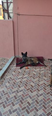 أنثى مالينو - 2