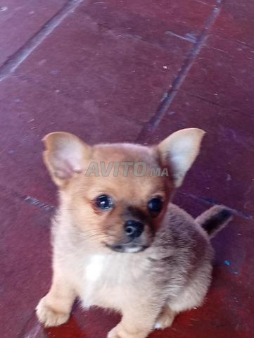 جرو تشيهواهوا - 2