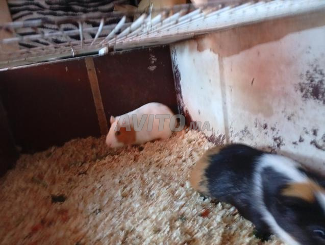 خنزير غينيا - 2