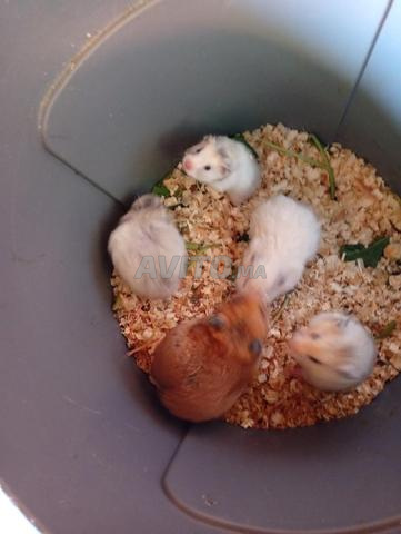 هامستر الأقفاص