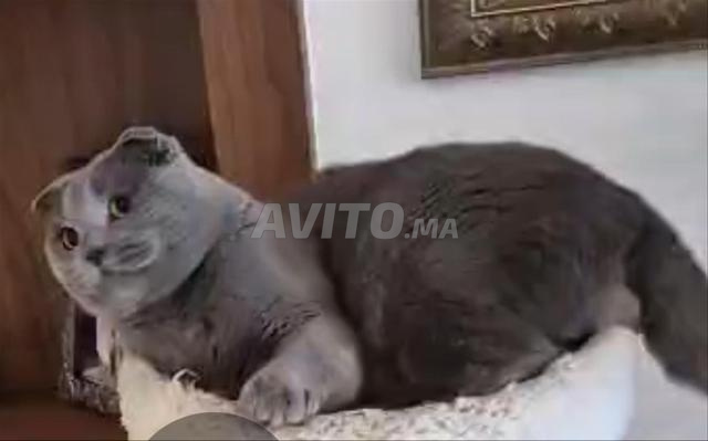 جهة الرباط سلا القنيطرة بمدينة سلا - 2