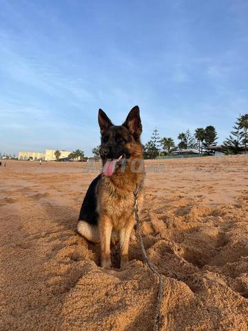 أنثى كلب الراعي الألماني جميلة جدا - 2