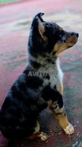 مرجان2 مكناس للبيع. berger australien - 2