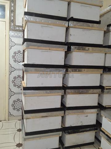 صناديق عامرين جديدة لتربية نحل جودة عالية - 2