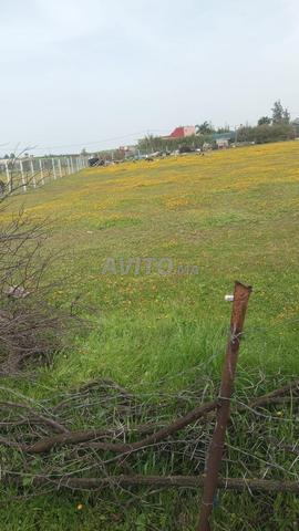 أراض للبيع - 2