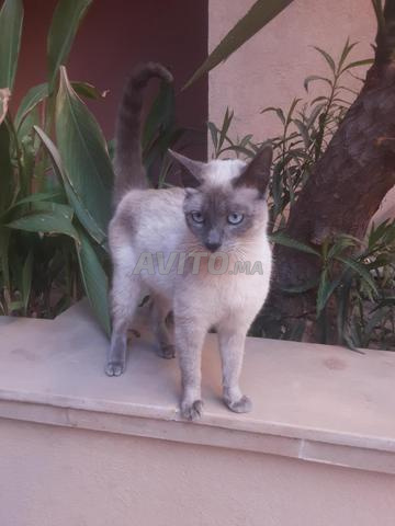 قط سيامي ذكر عمره سنة واحدة - 2