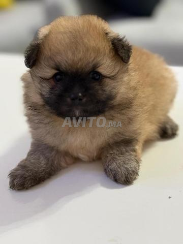 كلب بوميراني - 2