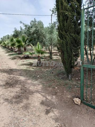 مزرعة مع فيلا ذات سند ملكية - 2