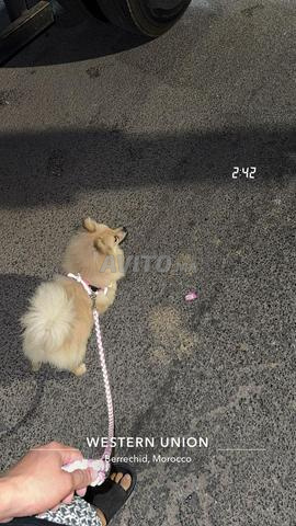 كلب سبيتز - 2