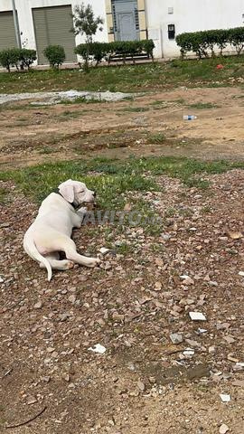 ناتوا دوج أرجنتينو شهرين - 2