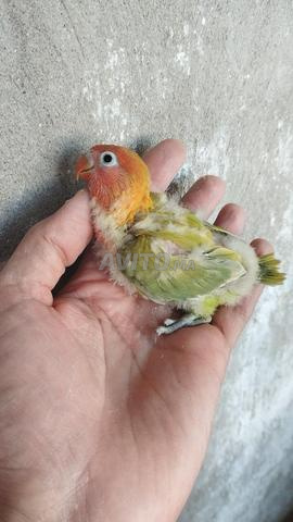 طيور فيشر 3 - 2