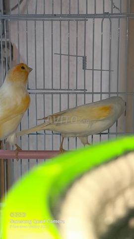 زوج كناري فسيفسائي أحمر - 2