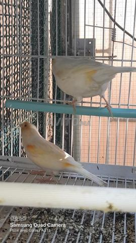 Couple de canaris mosaïque rouge