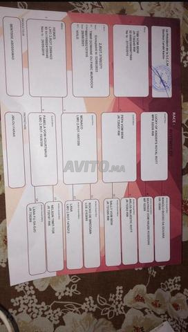 ذكر بالغ ذو نسب مؤكد