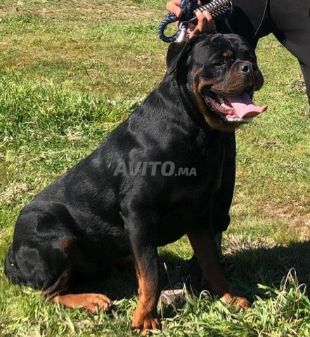 Mâle adulte pedigree confirmé - 2