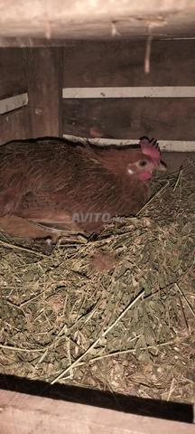 الدجاج البلدي والكتاكيت - 2