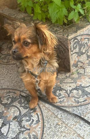 Chien pikinoia 🐕 - 2