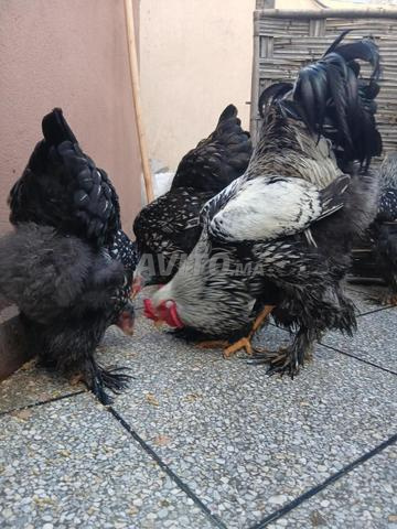 البيض المخصب للبراهما - 2