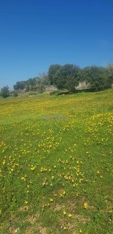 الفرصة البقعة الأرضية محفظة في النواحي تطوان