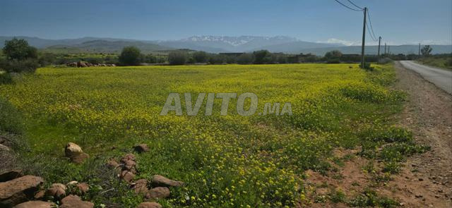 بقعة ملكية عدلية بشهادة إدارية 4500 متر - 2